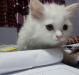 Persian cat